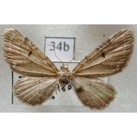 Eupithecia absinthiata (Clerck, 1759) Czech34b